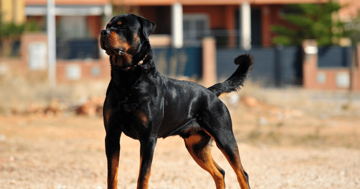 Lavinio, fratellini azzannati dal rottweiler della nonna: gravi ferite alla testa e alla schiena