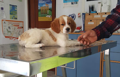 polverino veterinario